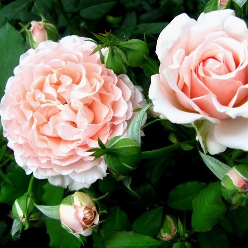 Gärtnerei - Rosa Louise De Marillac™ - rosa - floribundarosen - duftlos - Dominique Massad - Rosafarbene Beetrose, ihre Blütenform erinnert an alte Rosen.